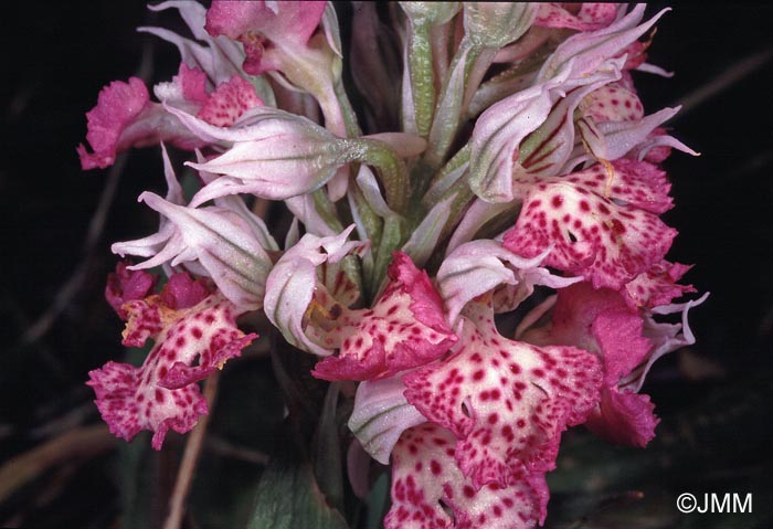 Orchis tridentata subsp. angelica