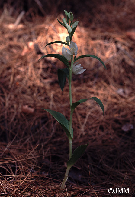 Cephalanthera kotschiana