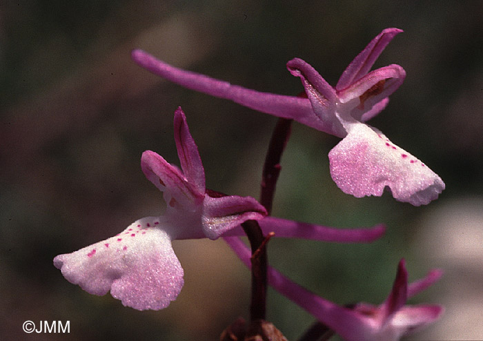 Orchis anatolica 
