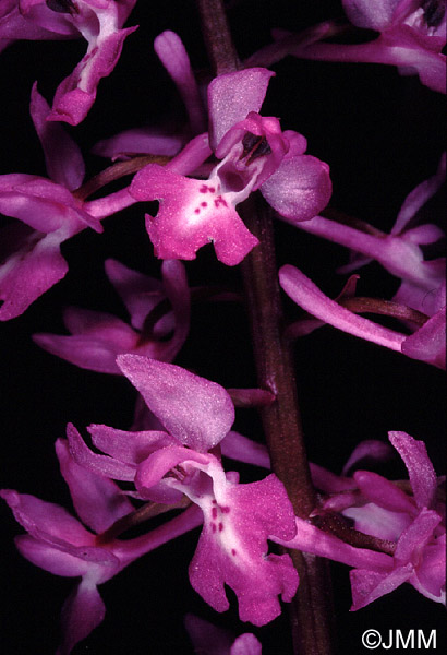 Orchis pinetorum