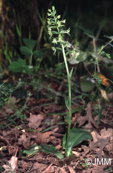 Platanthera holmboei 