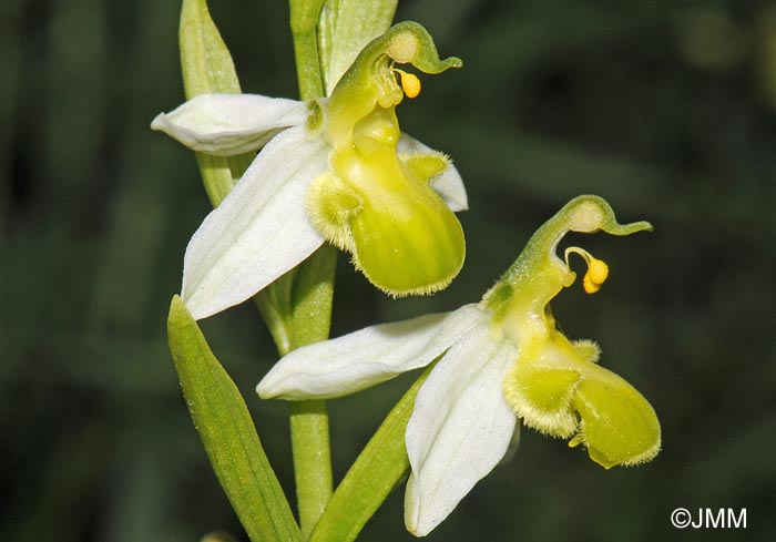 Ophrys apifera f. chlorantha