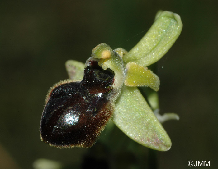 Ophrys argentaria x incubacea