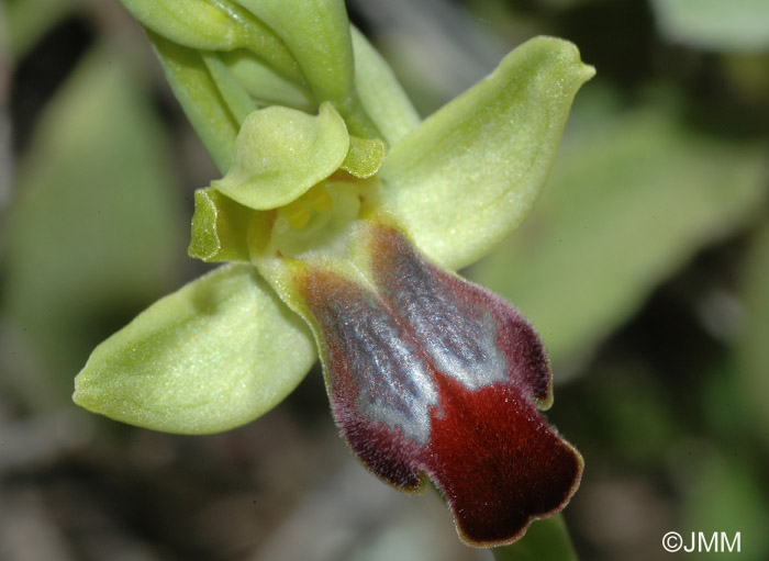 Ophrys hespera 