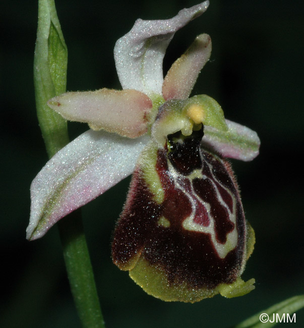Ophrys montis-leonis  
