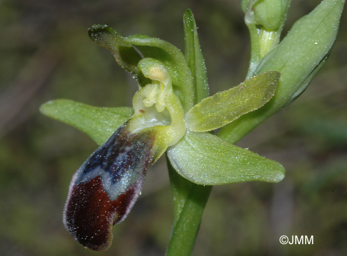 Ophrys pseudomigoutiana