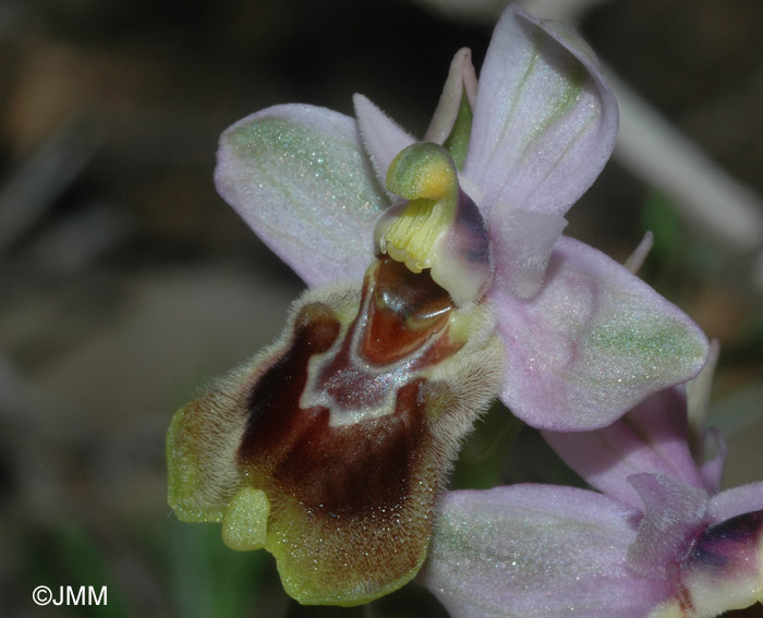 Ophrys tenthredinifera 