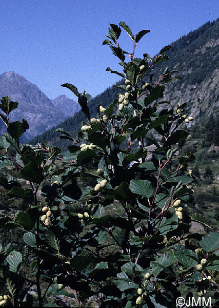 Alnus viridis : Aulne vert