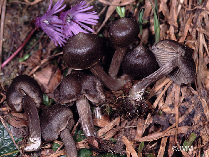 Entoloma vernum
