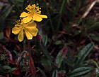 Helianthemum nummularium subsp. grandiflorum