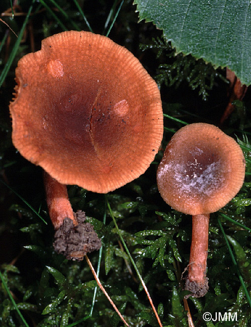 Lactarius obscuratus var. subalpinus 
