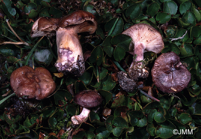 Lactarius robertianus
