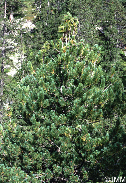 Pinus cembra : Arole, pin cembro