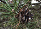 Pinus mugho subsp. uncinata