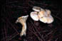 canthferrugmicro.jpg (7598 octets)