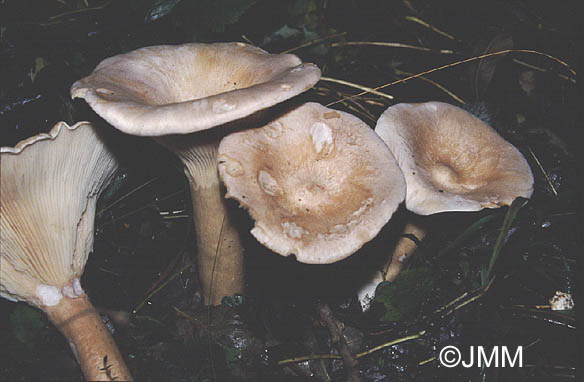 Clitocybe geotropa