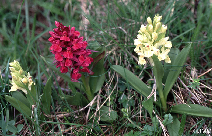 Dactylorhiza sambucina