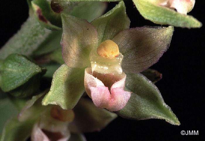Epipactis rhodanensis