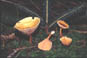 hygraurantmicro.jpg (7713 octets)