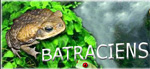 batraciens-reptiles