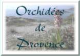 logo-Orchid-prov.jpg (3791 octets)