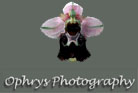 logo-ophrys photography.jpg (9658 octets)