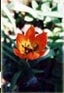 logo-tulipes.jpg (9311 octets)
