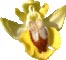 lutea.jpg (7821 octets)
