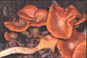 omphalilludmicro.jpg (8570 octets)