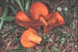 omphaloleamicro.jpg (8637 octets)
