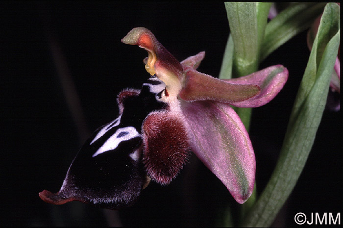 Ophrys reinholdii 
