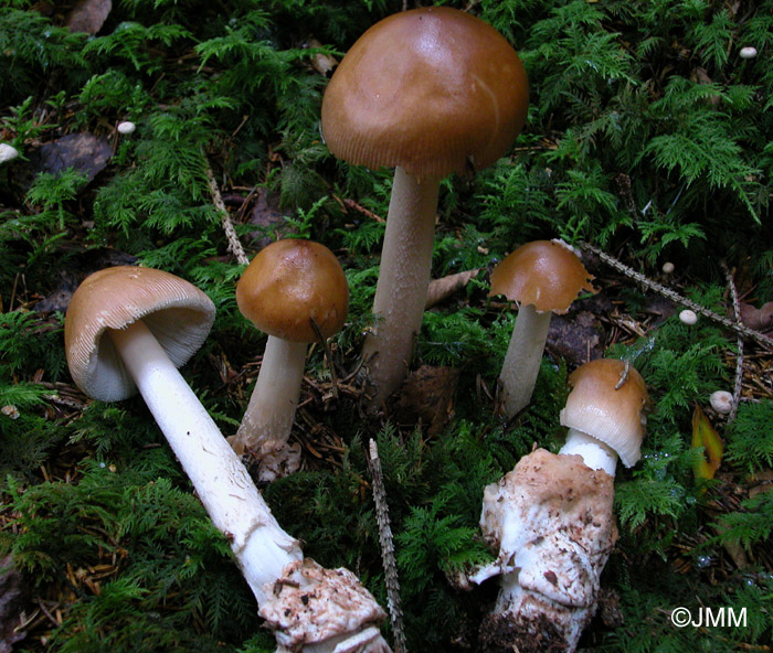 Amanita fulva