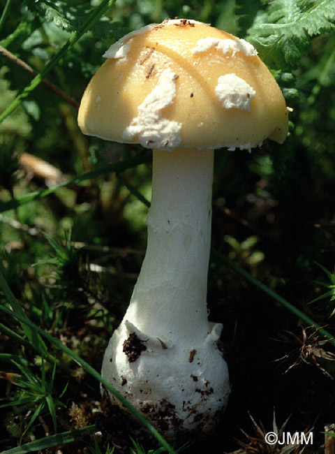 Amanita gemmata