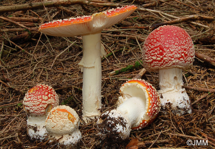 Amania muscaria