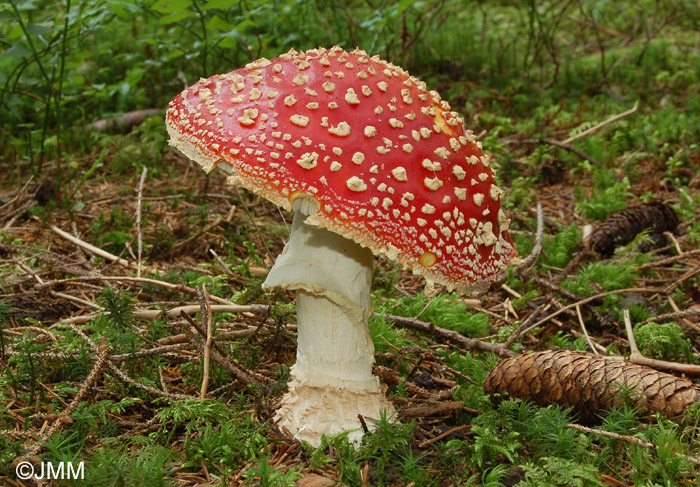 Amanita muscaria