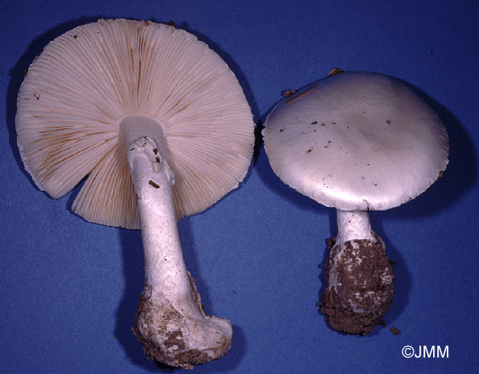 Amanita phalloides f. alba