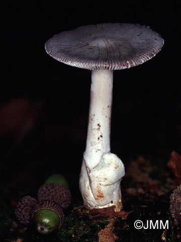 Amanita vaginata