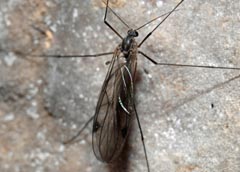 Bolitophila saundersii