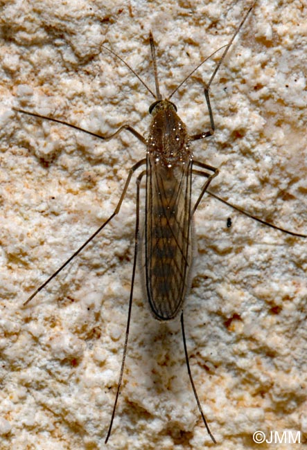Culex pipiens : Moustique commun