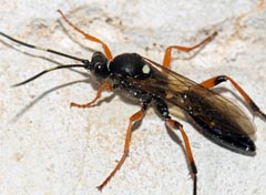 Diphyus quadripunctorius