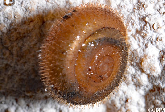 Helicodonta obvoluta : Veloute plane
