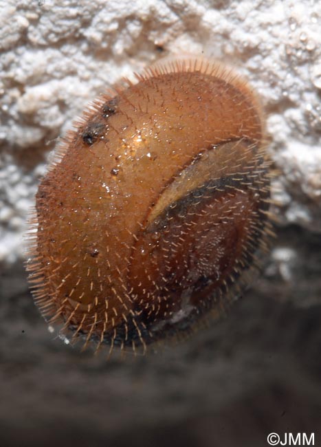 Helicodonta obvoluta : Veloute plane