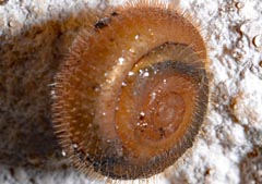 Helicodonta obvoluta