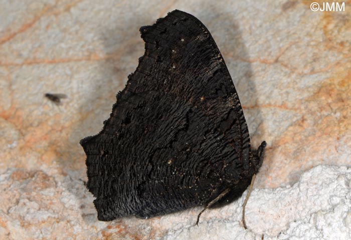 Inachis io = Aglais io : Paon-du-jour