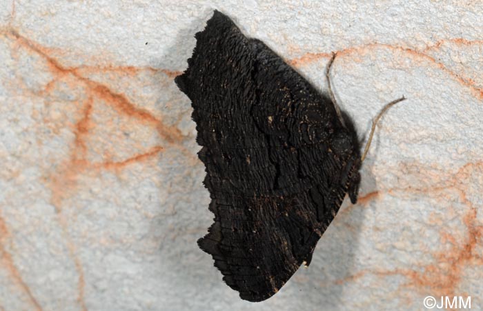 Inachis io = Aglais io : Paon-du-jour