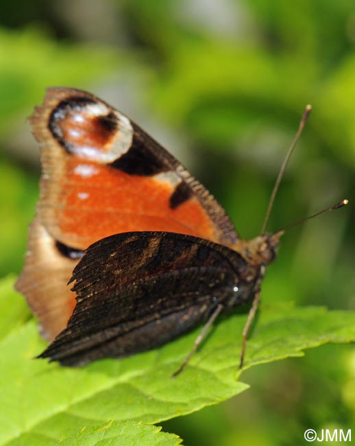 Inachis io = Aglais io : Paon-du-jour