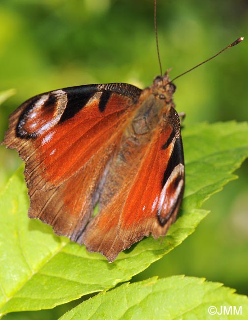 Inachis io = Aglais io : Paon-du-jour