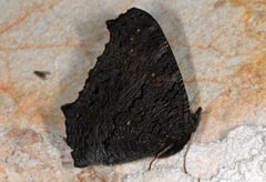 Inachis io
