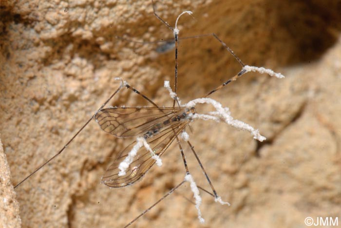 Limonia nubeculosa