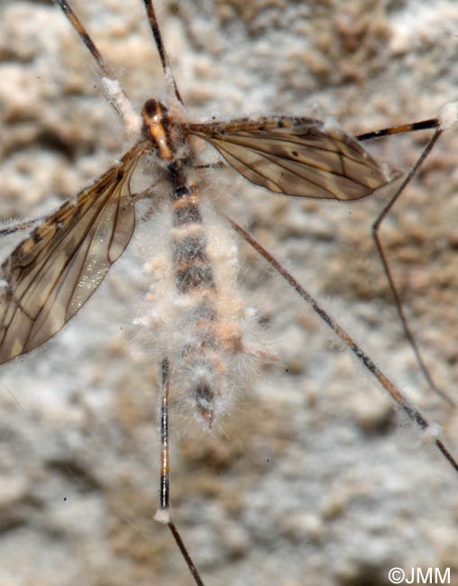 Limonia nubeculosa